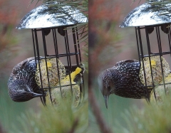Animaux de mon jardin - DSC01229-30