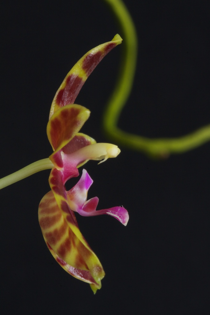Phalaenopsis mannii x bastianii 1301180336023269510772545