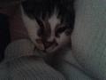 Nouvelles photos de Merlin - Page 3 Mini_13011912091411356610775649