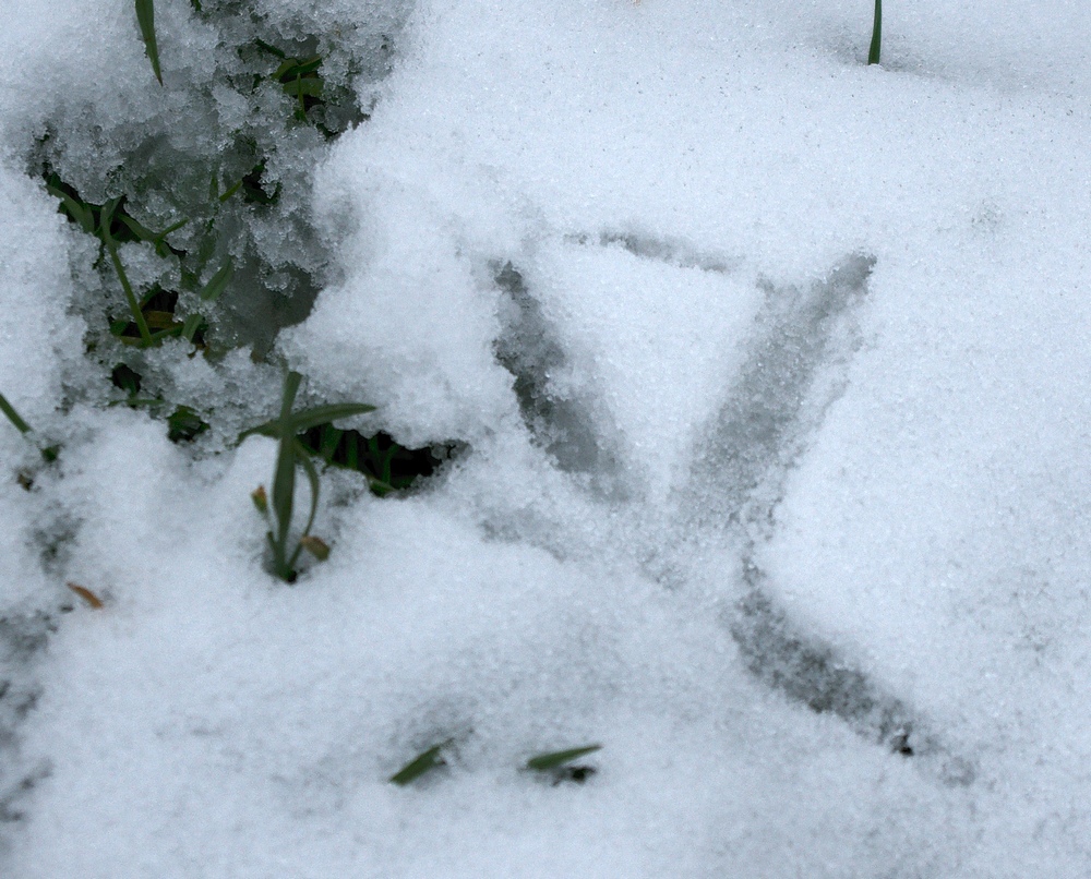 Ciel / Nuages / Pluie / Brume / Vent / Neige / Givre / Soleil - Page 13 13012006230714373710782186