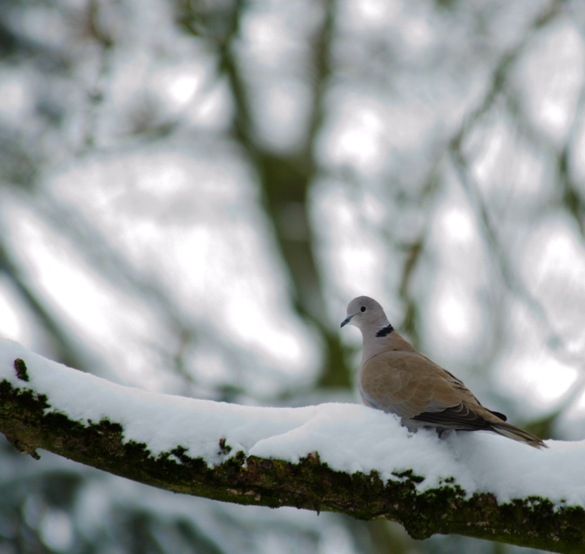 Les oiseaux V (fil ouvert) 13012210575915574910787160