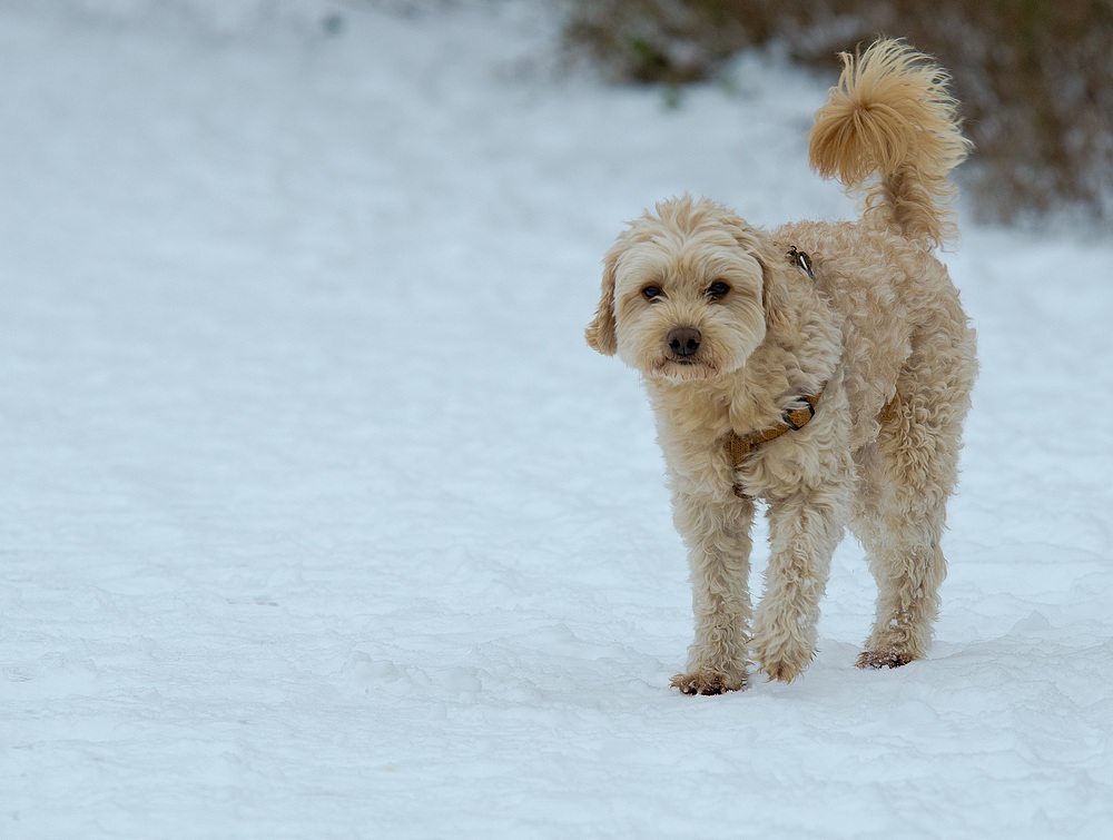 griffondogue 13012210593115574910787164