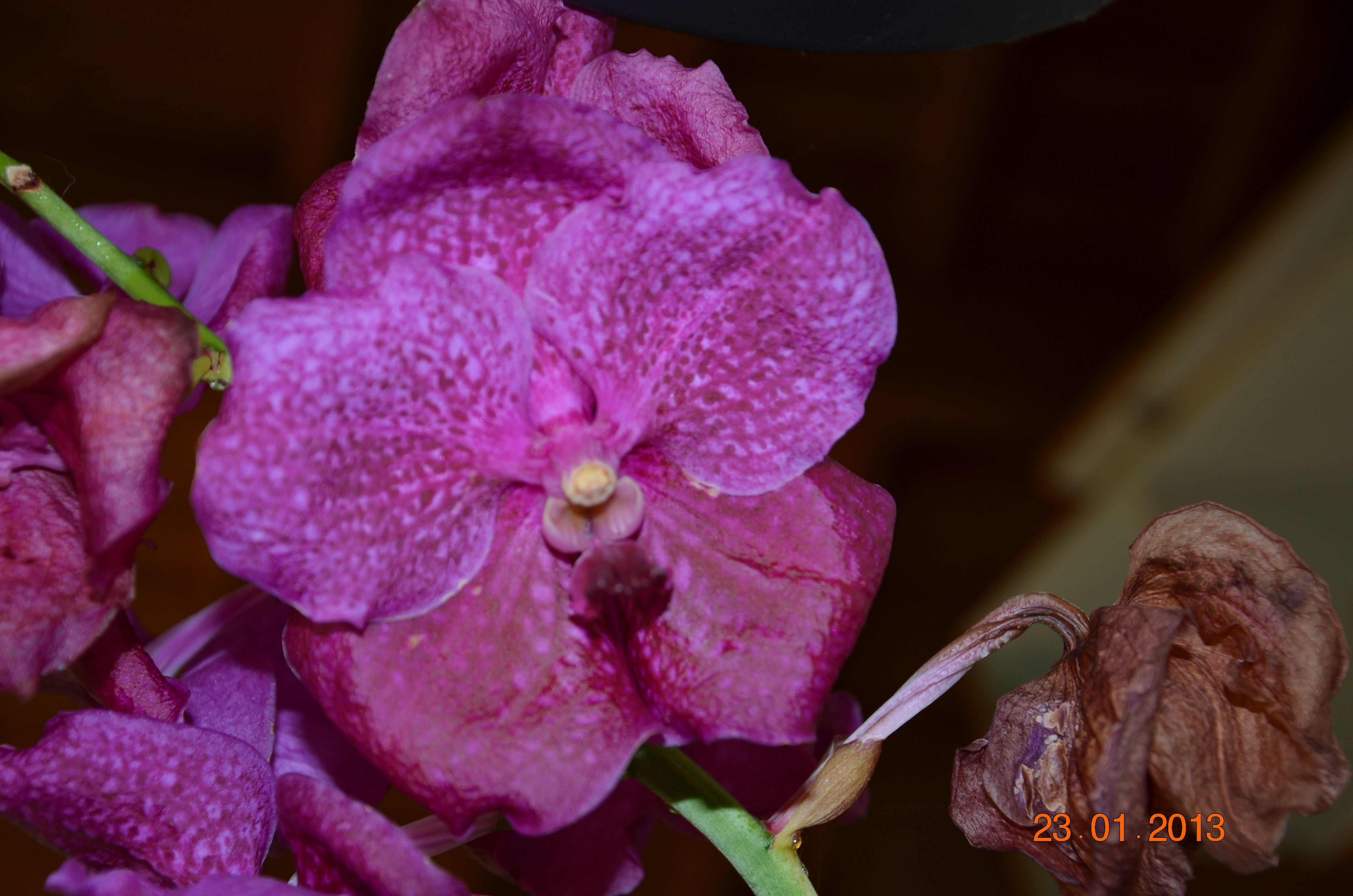 VANDA ROSE 151