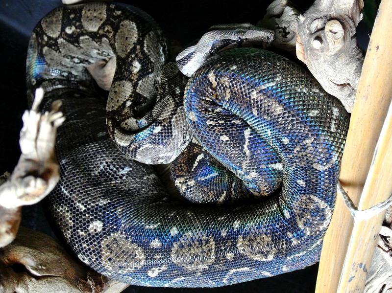 2013 ,Dwarf Central American Boas  Breeding Trial & Designer Morphs - Page 3 13012711361613278410806555