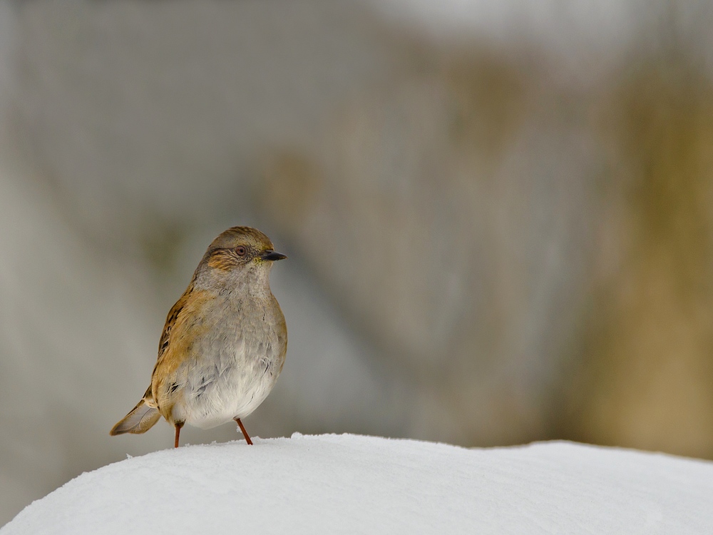 Les oiseaux V (fil ouvert) 13013009580715574910813960