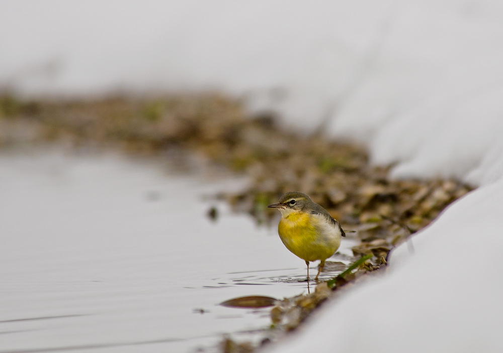 Les oiseaux V (fil ouvert) 13013009580715574910813962