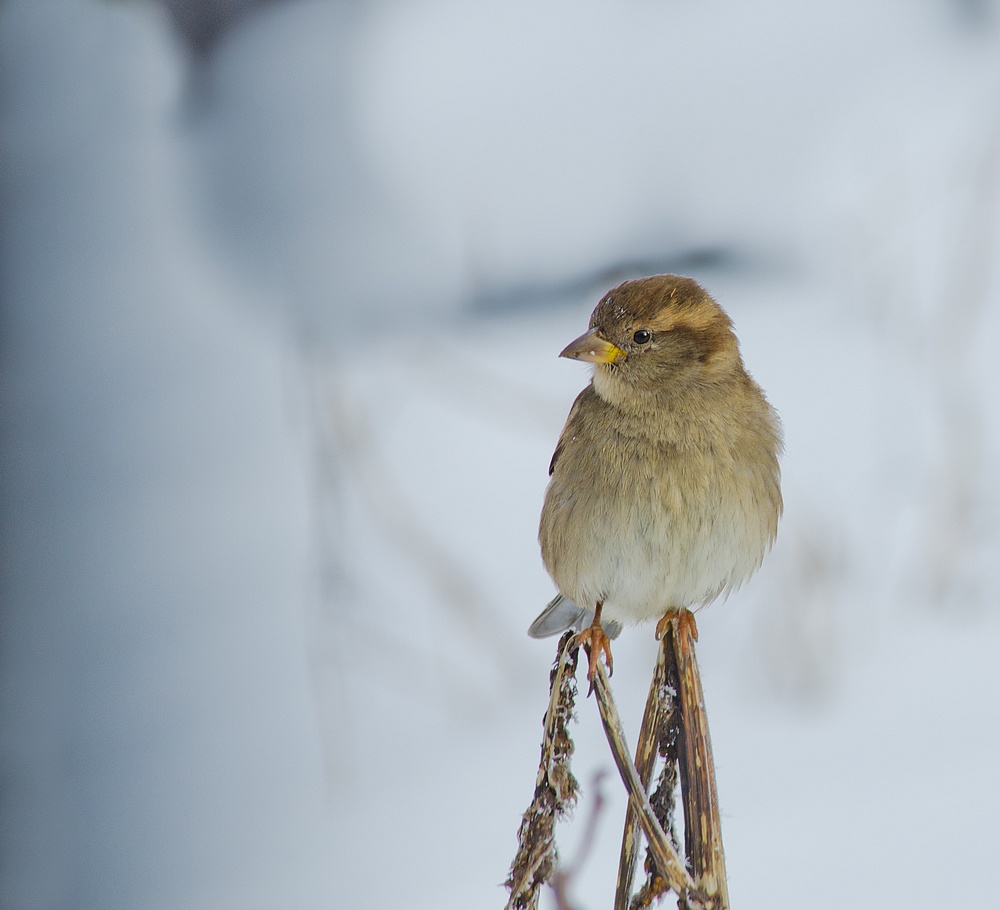 Les oiseaux V (fil ouvert) 13013009580715574910813964