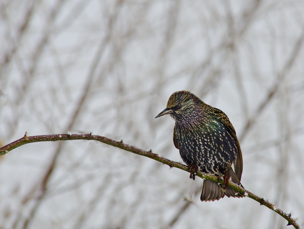 Les oiseaux V (fil ouvert) 13013009580815574910813967