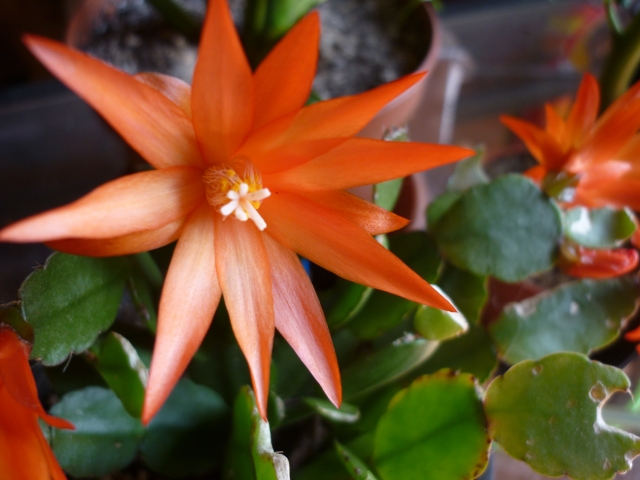 Schlumbergera 1301301102209100210816763