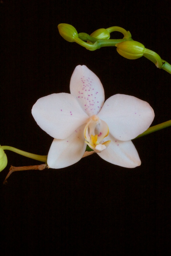 Phalaenopsis amabilis x tetraspis C1 1302020949143269510823178