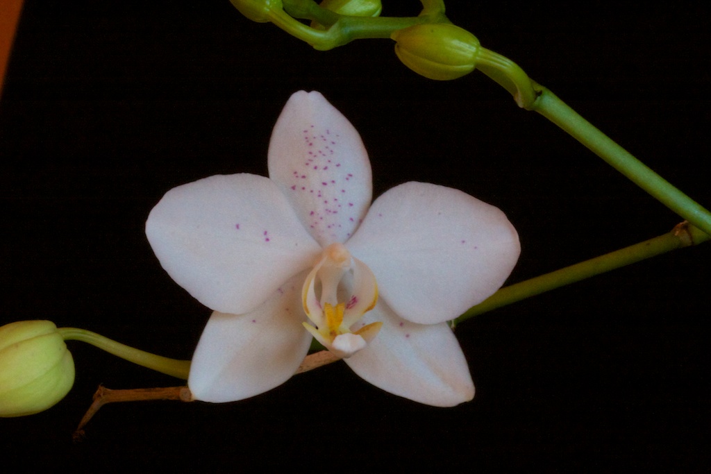 Phalaenopsis amabilis x tetraspis C1 1302020949163269510823179