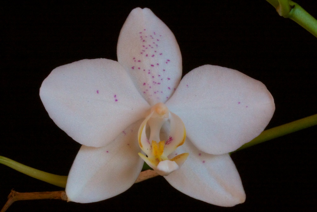 Phalaenopsis amabilis x tetraspis C1 1302020949183269510823180