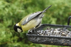 Animaux de mon jardin - DSC01301