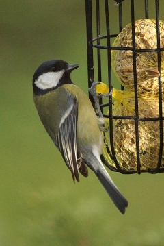 Animaux de mon jardin - DSC01275