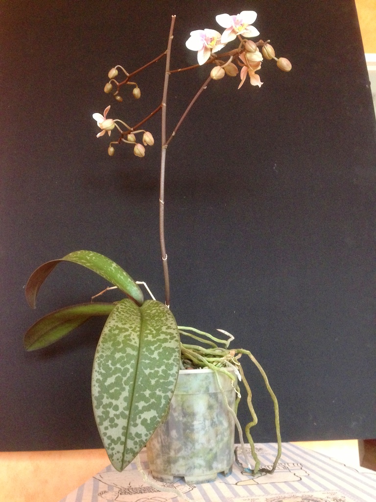 Phalaenopsis Wiganiae 1302091103593269510847651