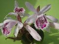 Orchidées terrestres d'Océanie Mini_1302090101356539810847961