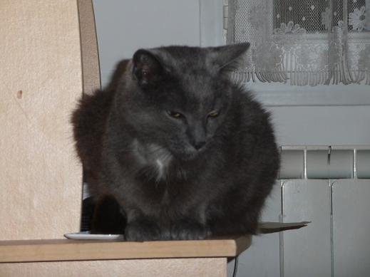 Oscar, chat mâle type bleue russe, 8 ans, Gard 13021709402411356610874928