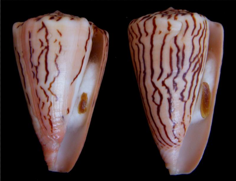 Conus (Ductoconus) princeps (Linnaeus, 1758)  13021711063914587710875166