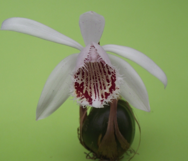 Pleione humilis (2 formes) 1302190702356539810884591