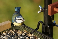 Animaux de mon jardin - DSC01334rec2