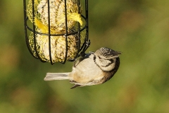 Animaux de mon jardin - DSC01342rec