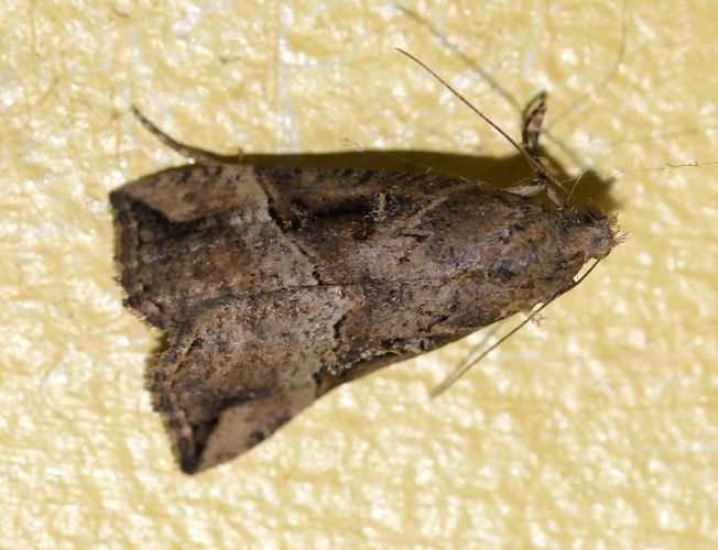 [Hypena rostralis] Hypena à rostre court. - Le Monde des insectes