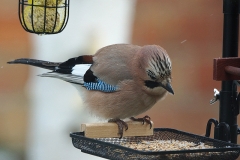 Animaux de mon jardin - DSC01347