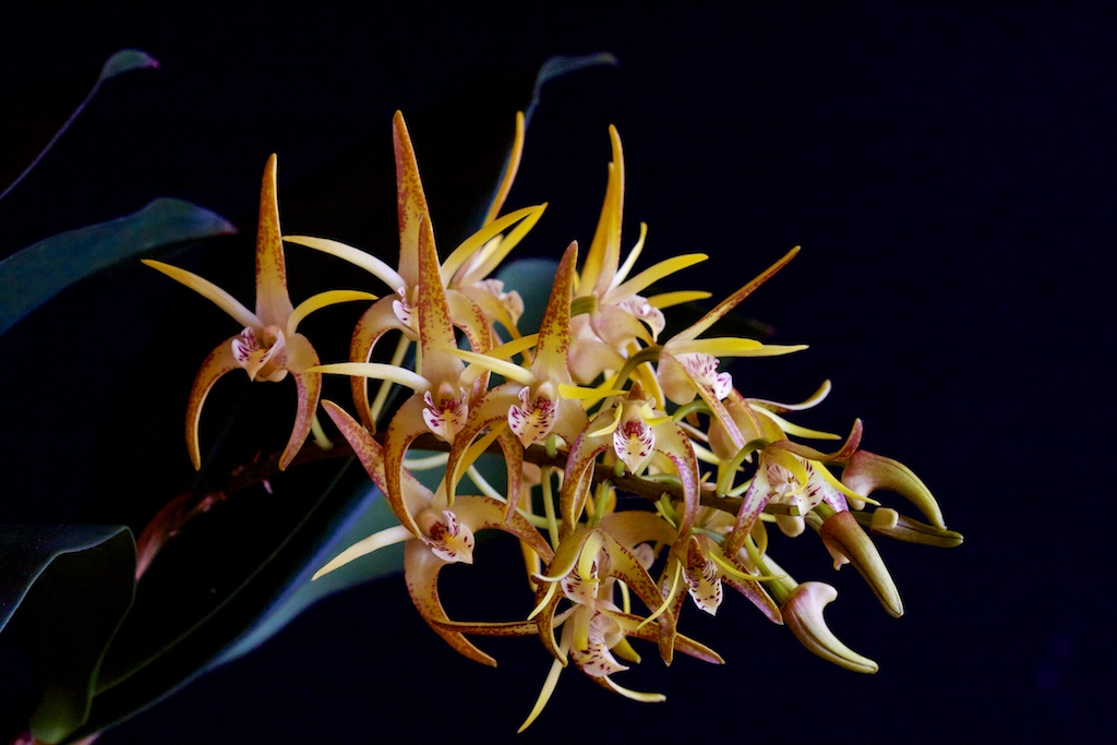 Dendrobium speciosum x gracilicaule 1303020403263269510920875