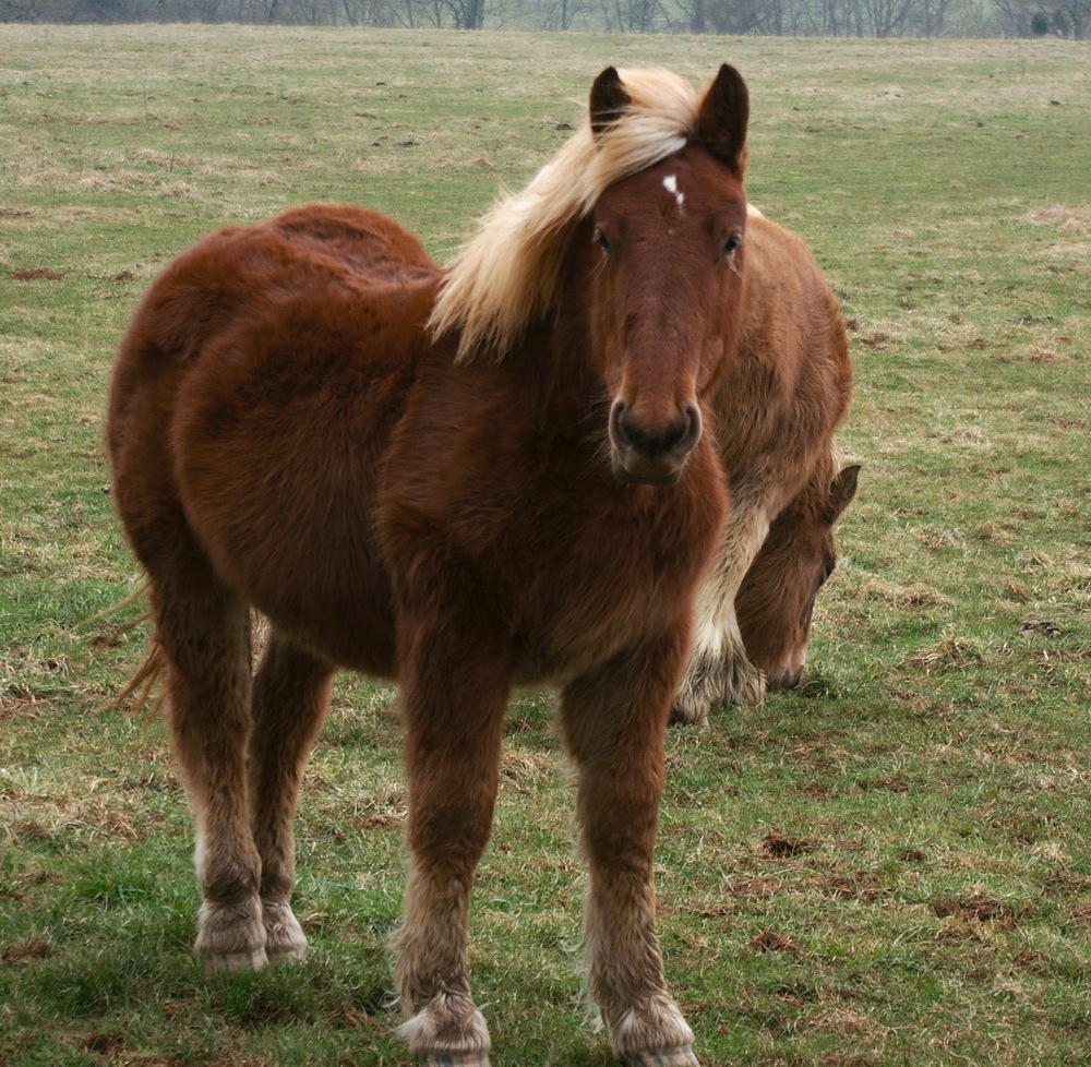 Animaux de la ferme / Chevaux - Page 16 13030206293714373710921392