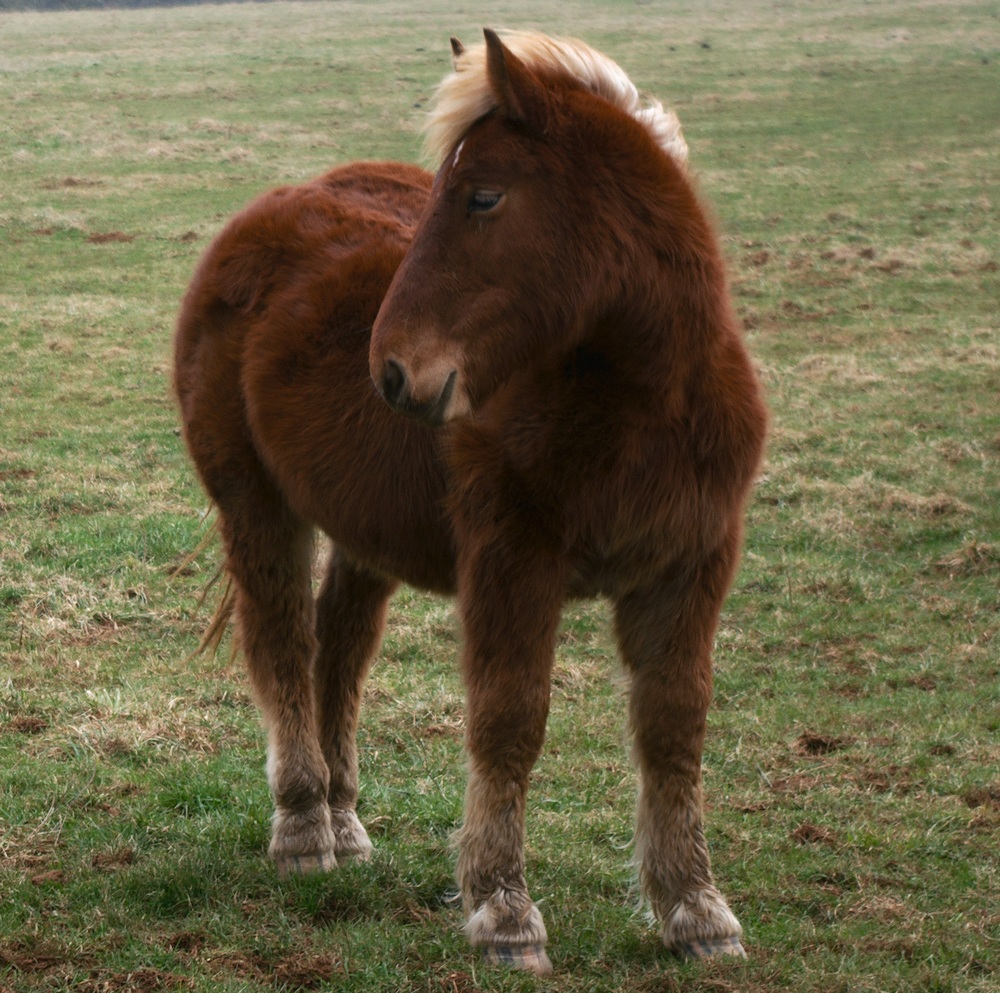 Animaux de la ferme / Chevaux - Page 16 13030206293714373710921394