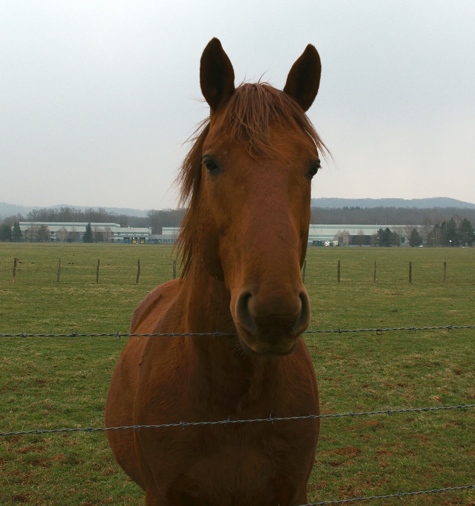 Animaux de la ferme / Chevaux - Page 16 13030206293714373710921396