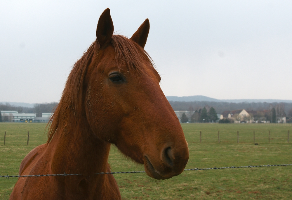 Animaux de la ferme / Chevaux - Page 16 13030206293714373710921397