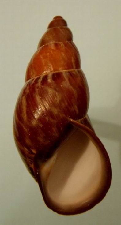 Chrysallis nigriceps (Bartsch, 1932) 13030310012914587710926681