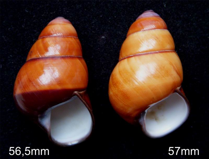 Helicostyla rufogaster (Lesson, 1831) 13030503581414587710935366