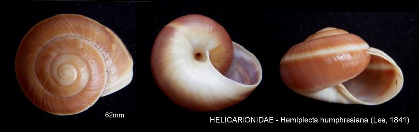 Hemiplecta humphresiana (Lea, 1841) 13030503581814587710935369
