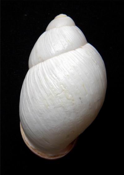 Strophocheilus oblongus Müller, 1774 13030503584114587710935376