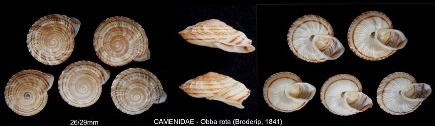 Obba rota (Broderip, 1841)