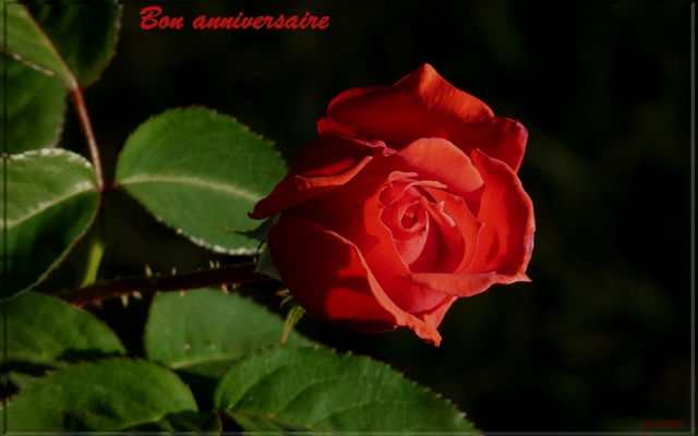 Une rose rouge qui veut dire je t'aime - Copie