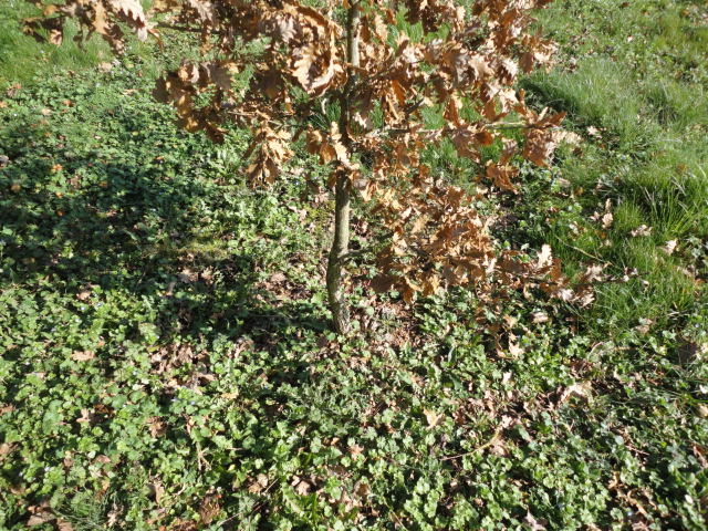 travail sur ch&ecirc;ne av