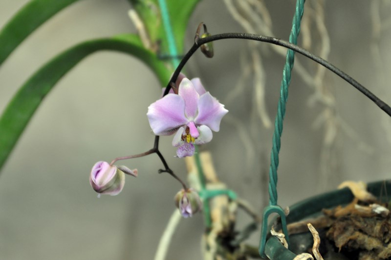 Phalaenopsis schilleriana 13030806255515998010946309