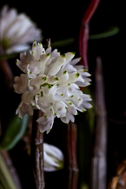Dendrobium purpureum (white) x sib 1303110549393269510958264