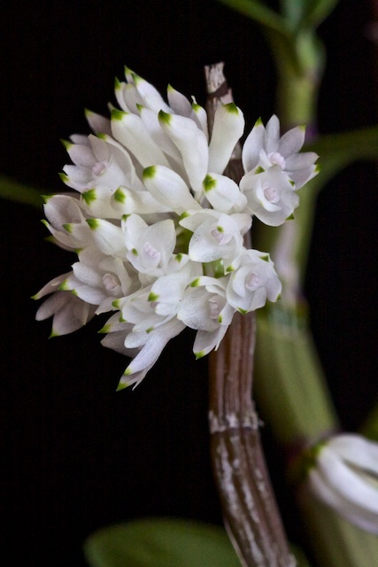 Dendrobium purpureum (white) x sib 1303110549433269510958268