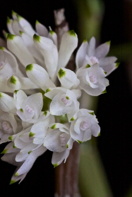 Dendrobium purpureum (white) x sib 1303110549443269510958269