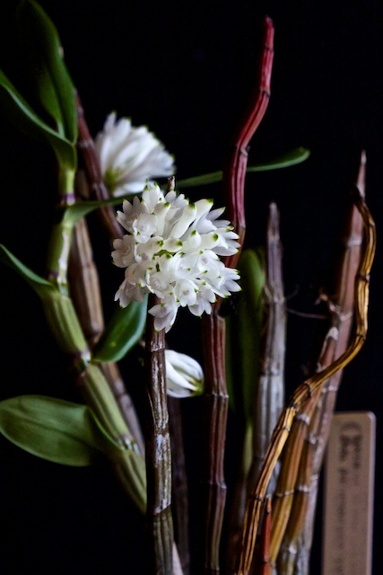 Dendrobium purpureum (white) x sib 1303110549463269510958272