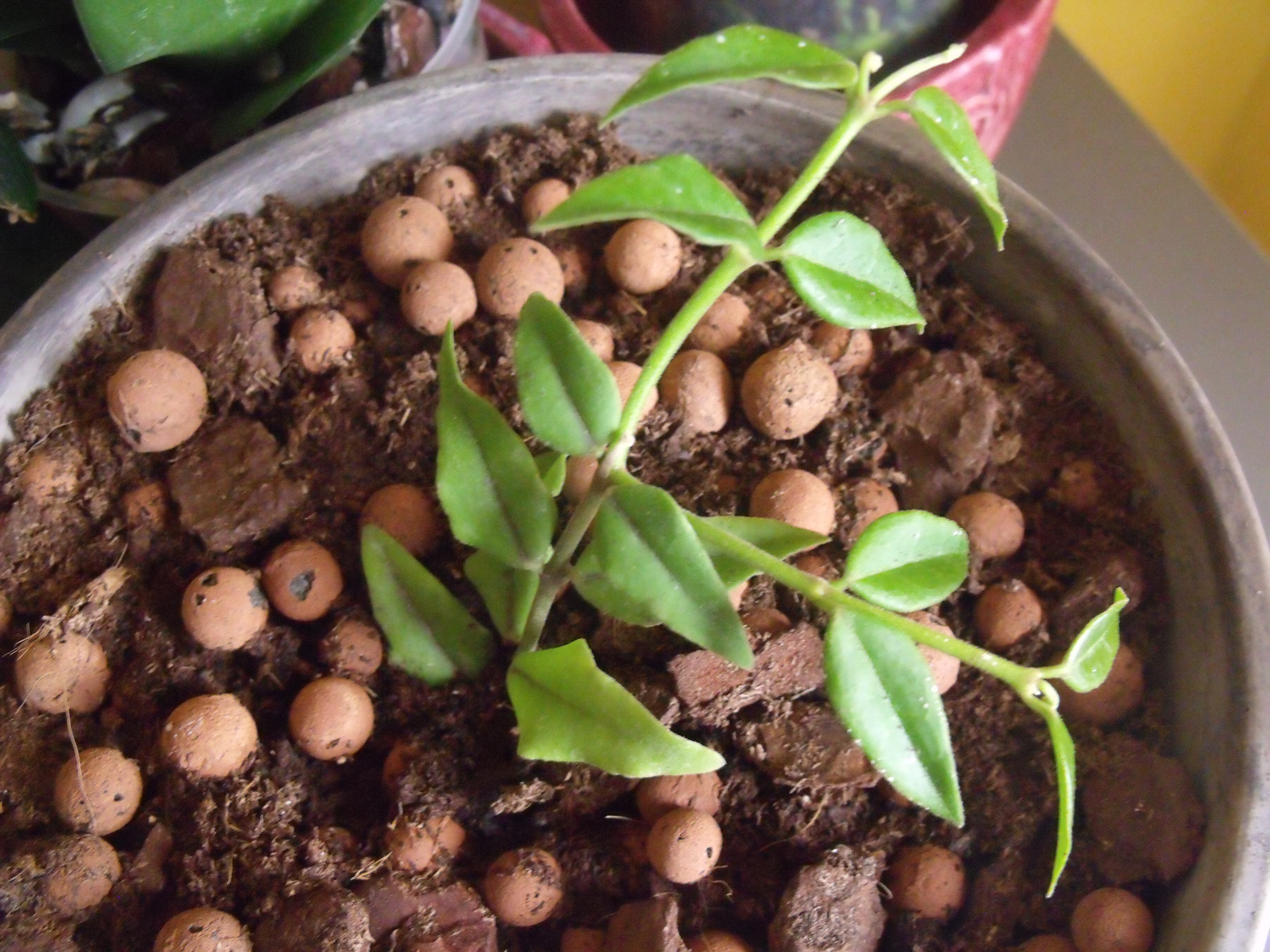 Plant Hoya bella