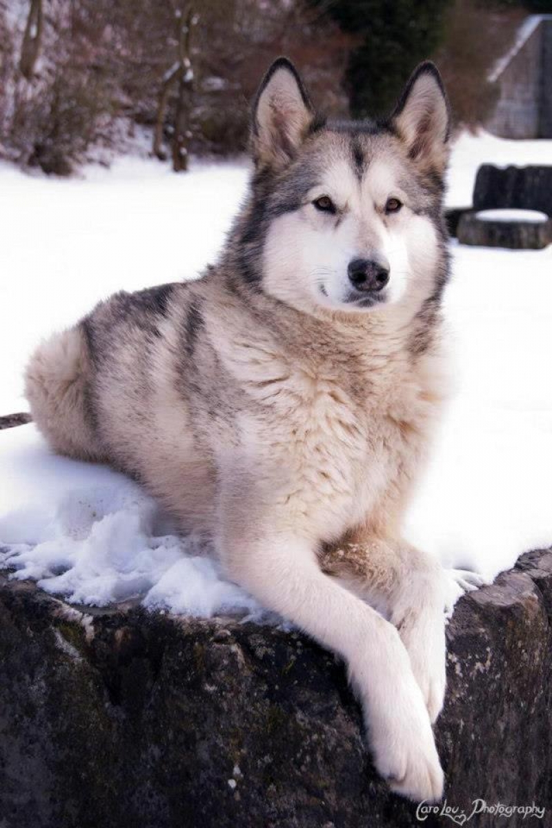 426438_130651377117872_641103099_n