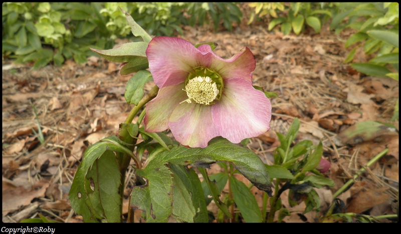 photo-Hellebore -2013-roby (19)