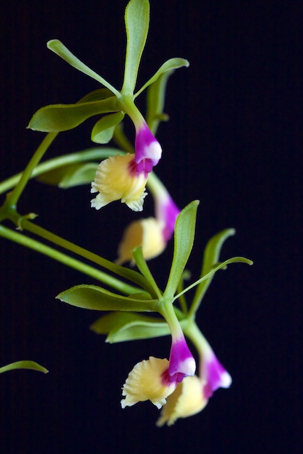 Epidendrum pseudepidendrum var album 1303230538553269511002715