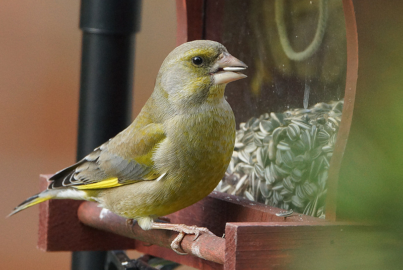 Animaux de mon jardin - DSC02726