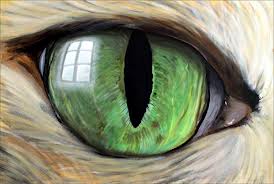 oeil chat.